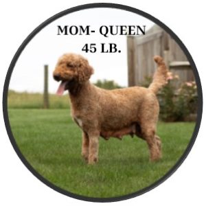 mom